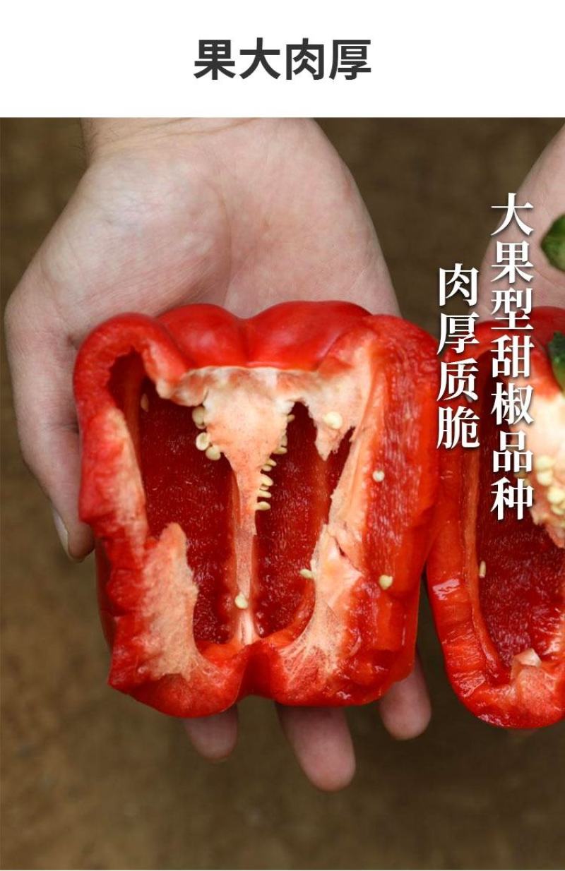 【厂家直销】科兴甜椒种子灯笼型甜椒种籽肉厚质脆品质佳耐运