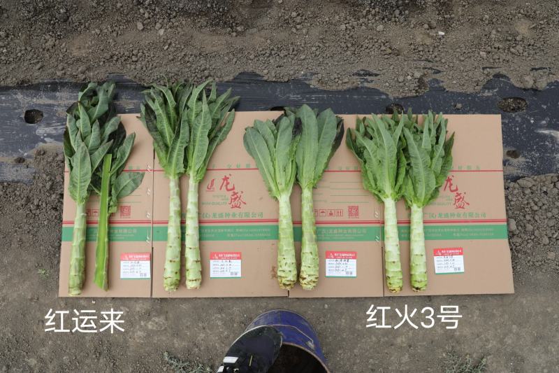 红火3号红尖叶香莴笋种子青红尖叶高桩莴苣种子，节稀耐寒