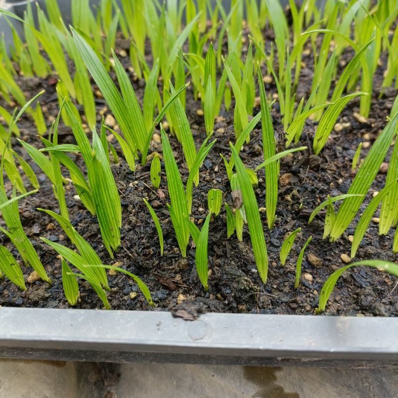 美丽针葵苗棕榈科室内盆栽花卉绿植庭院绿化树切叶素材