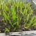 美丽针葵苗棕榈科室内盆栽花卉绿植庭院绿化树切叶素材