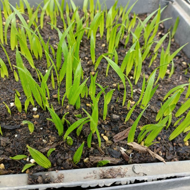 美丽针葵苗棕榈科室内盆栽花卉绿植庭院绿化树切叶素材