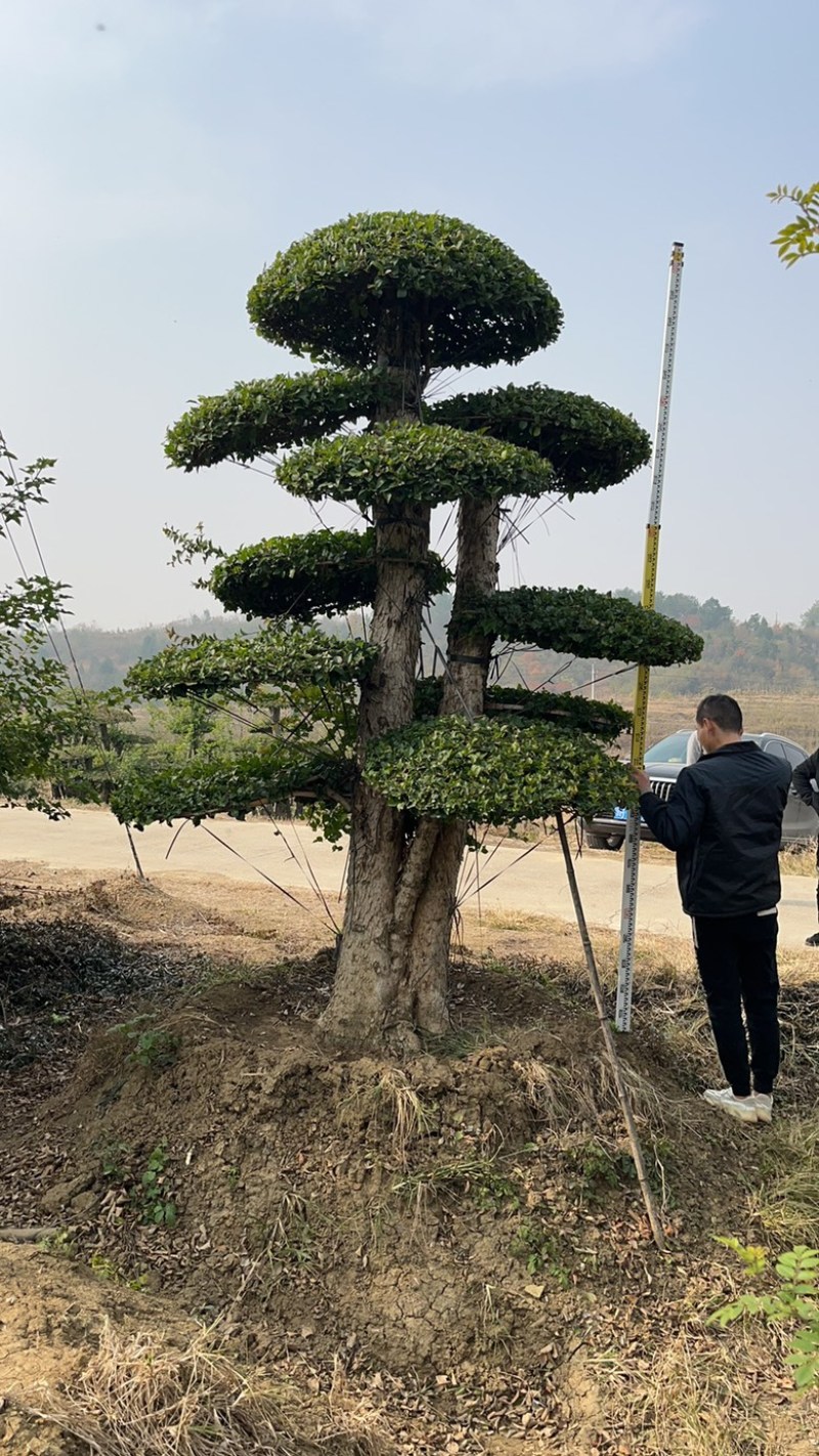 刺冬青湖北京山一手货源