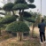刺冬青湖北京山一手货源