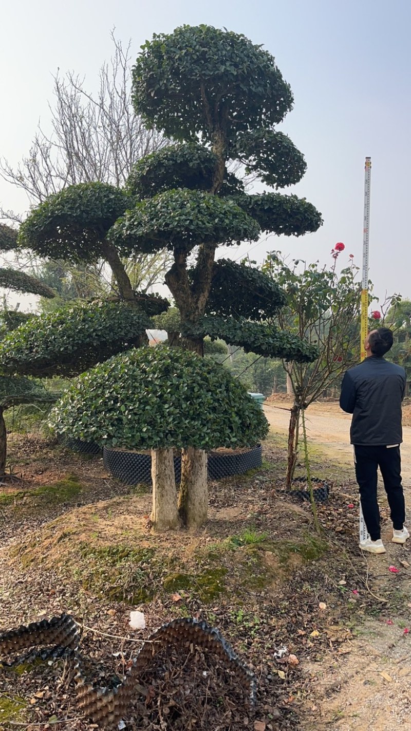 刺冬青湖北京山一手货源