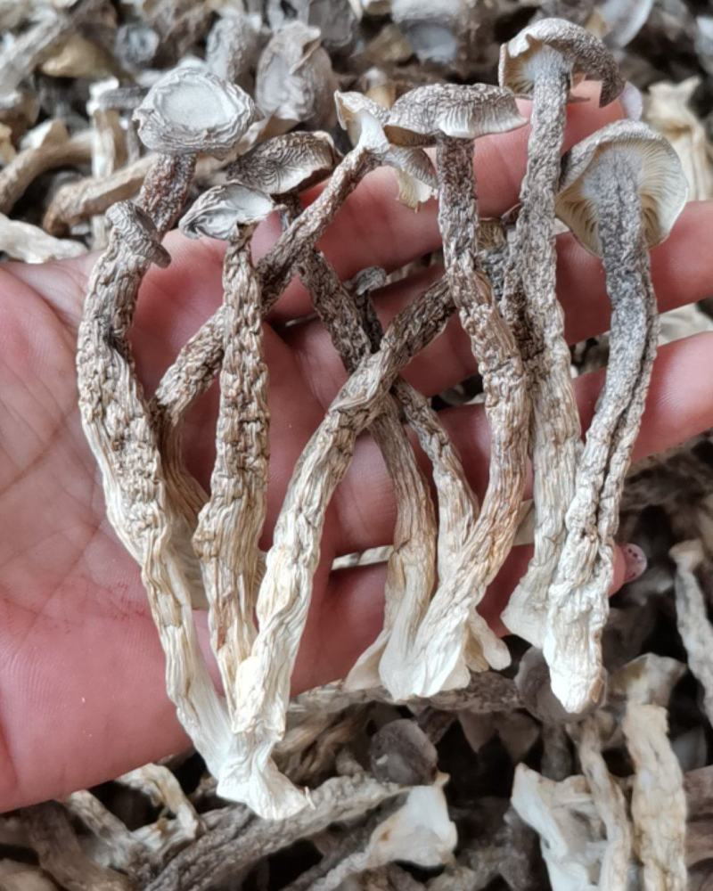精选鹿茸菇