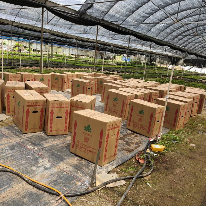 美丽针葵苗棕榈科室内盆栽花卉绿植庭院绿化树切叶素材
