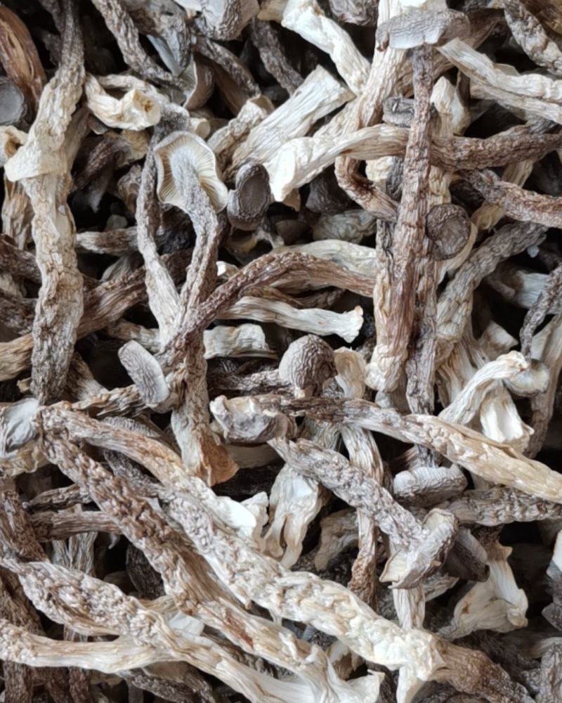 精选鹿茸菇