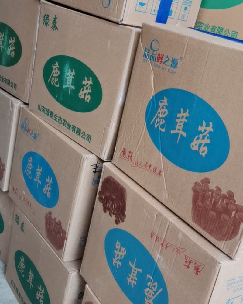 精选鹿茸菇