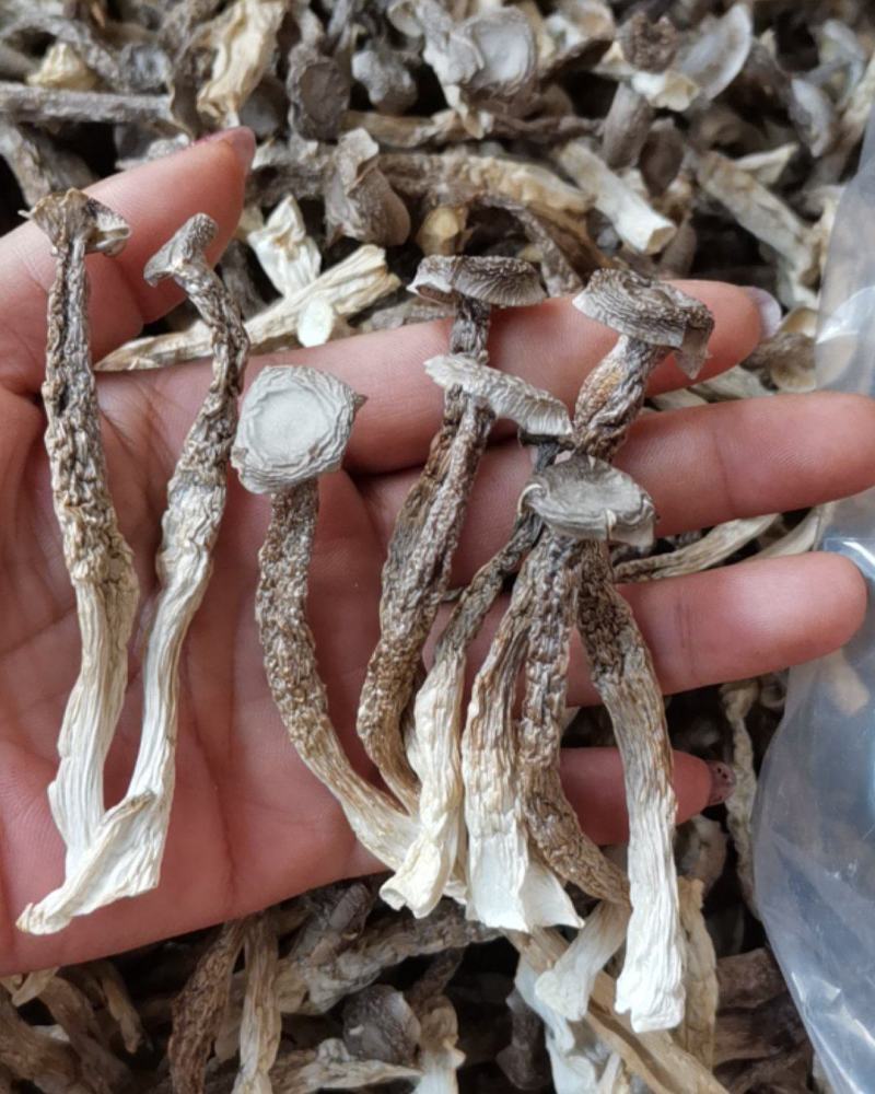 精选鹿茸菇
