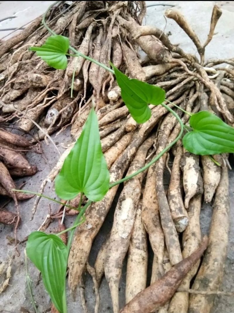 云南百部，大百部，都是采集于大山，非人工种植，鲜货干片都