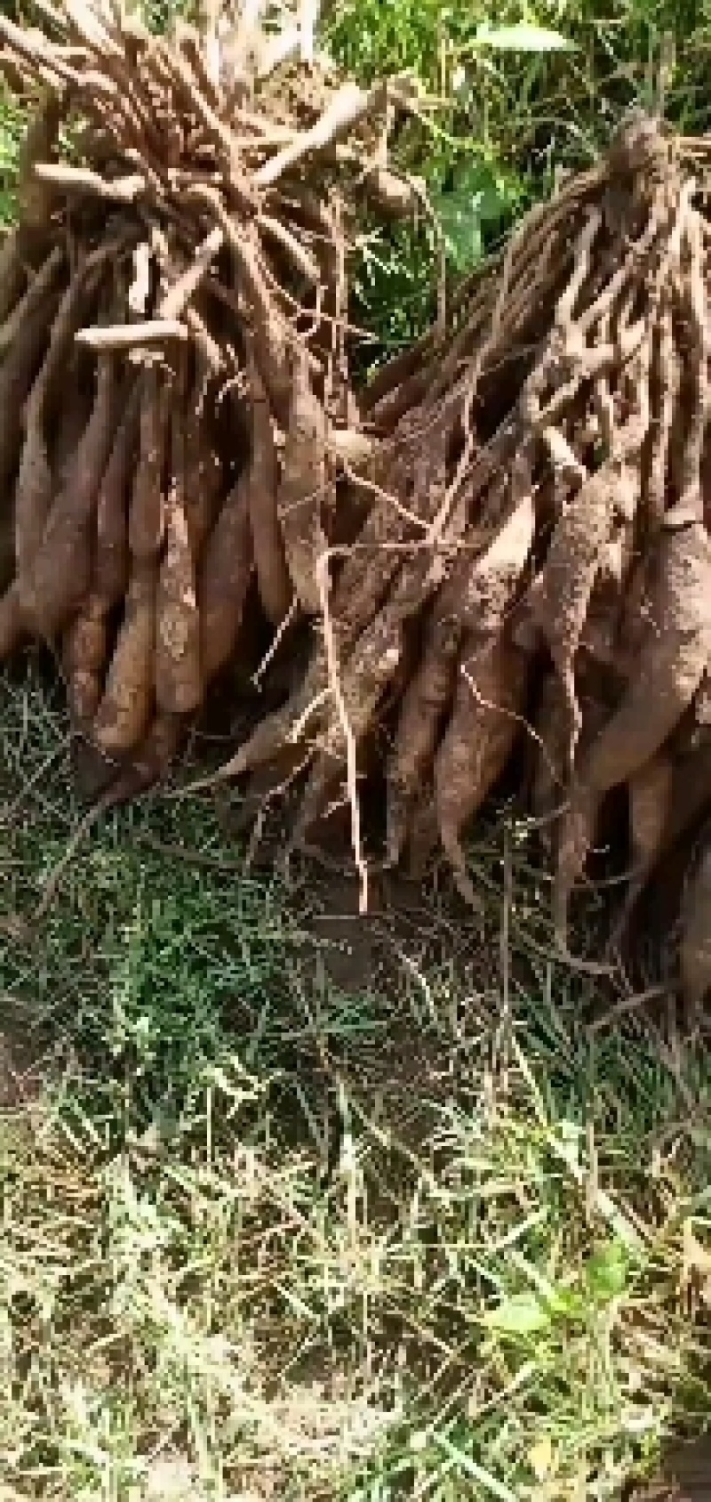 云南百部，大百部，都是采集于大山，非人工种植，鲜货干片都