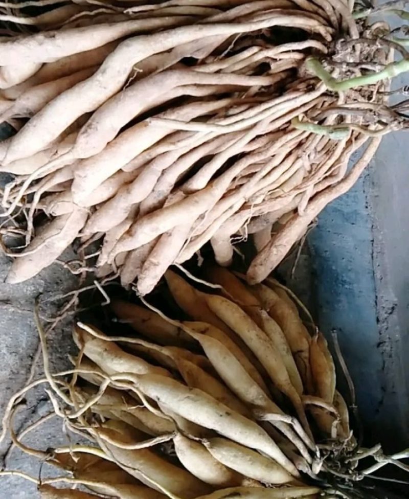 云南百部，大百部，都是采集于大山，非人工种植，鲜货干片都