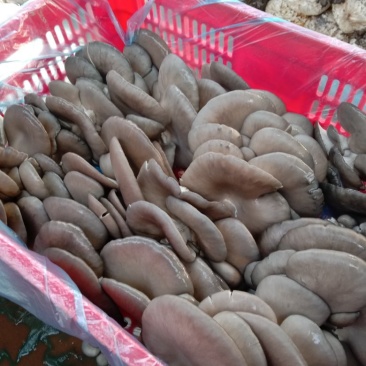 推荐河北蘑菇新鲜上市欢迎采购量大从优自家货