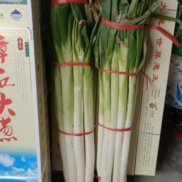 正宗章丘绣惠大葱原产地不辣