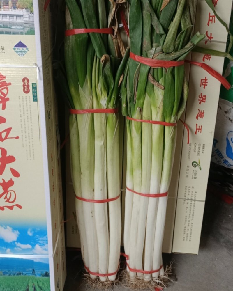 正宗章丘绣惠大葱原产地不辣