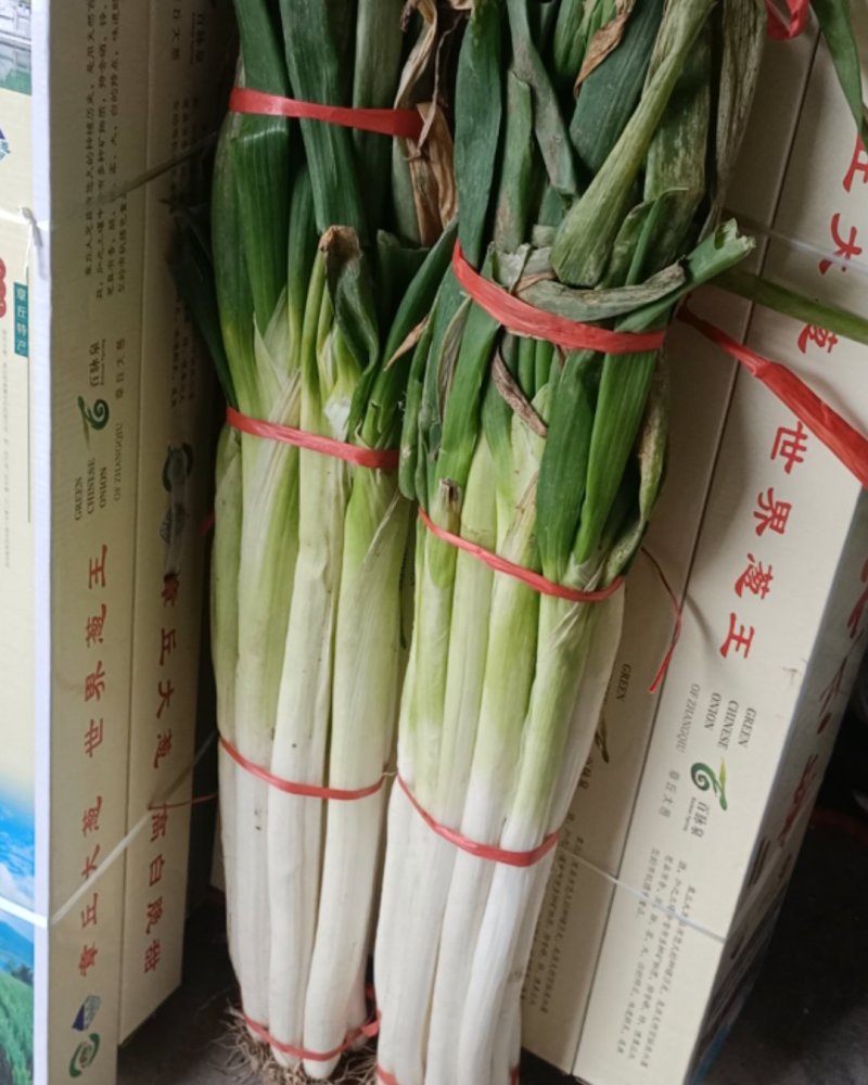 正宗章丘绣惠大葱原产地不辣