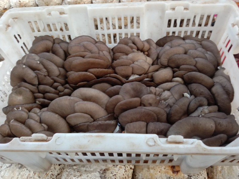 推荐河北蘑菇新鲜上市欢迎采购量大从优自家货