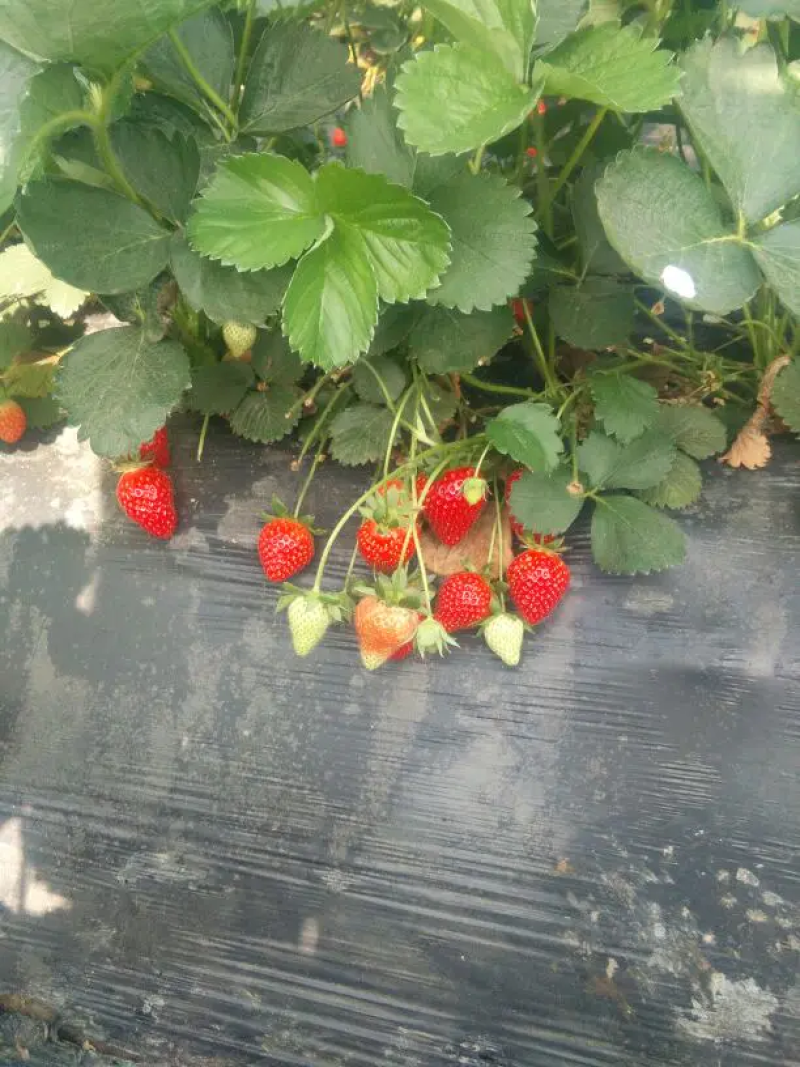 奶油草莓江苏草莓商场社区团购一件代发货量充足