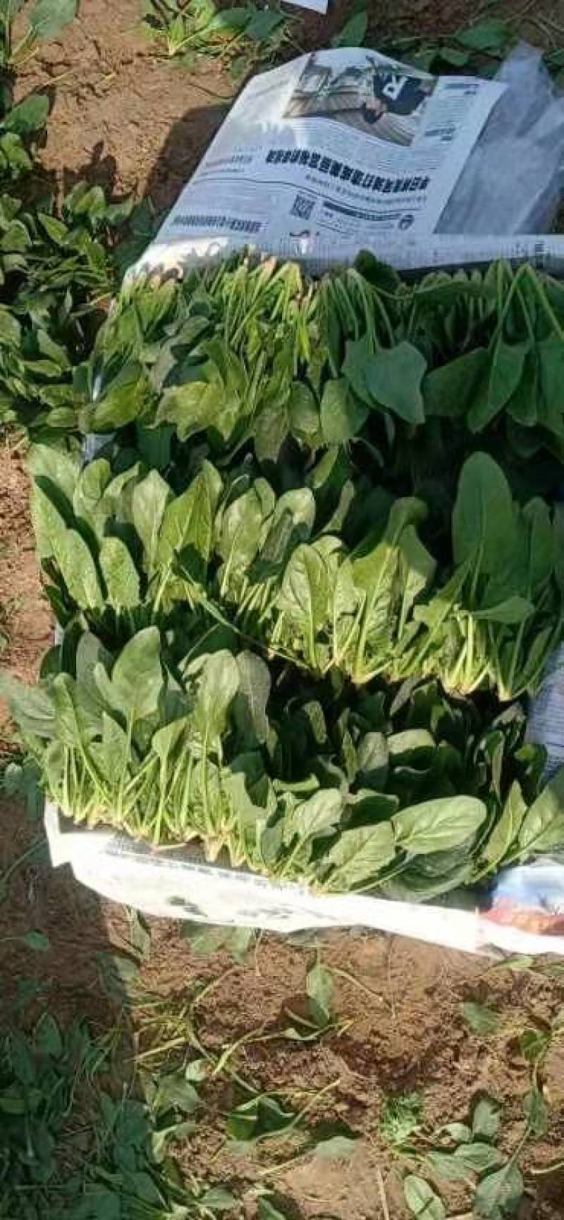 山东省单县菠菜，精品菠菜，大叶菠菜，