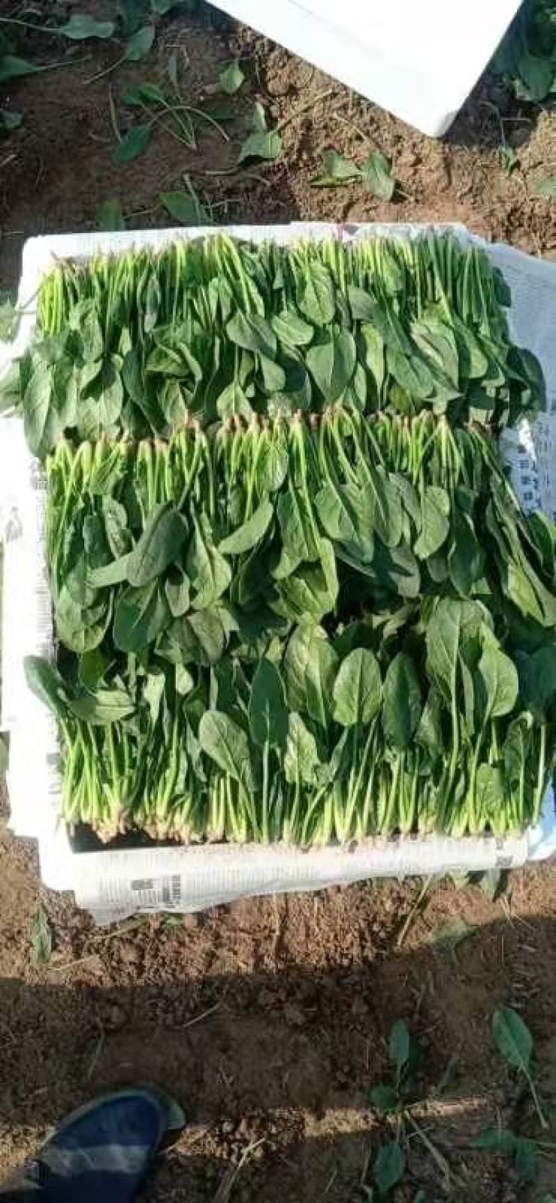 山东省单县菠菜，精品菠菜，大叶菠菜，