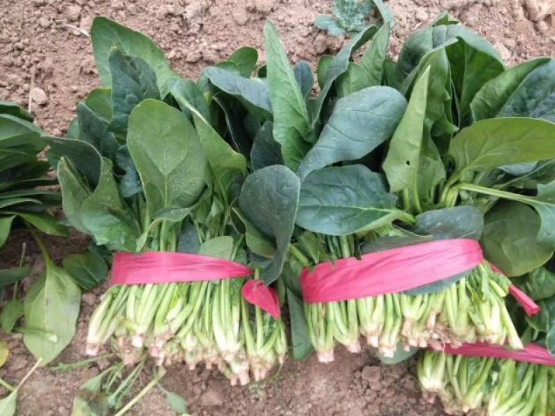 山东省单县菠菜，精品菠菜，大叶菠菜，