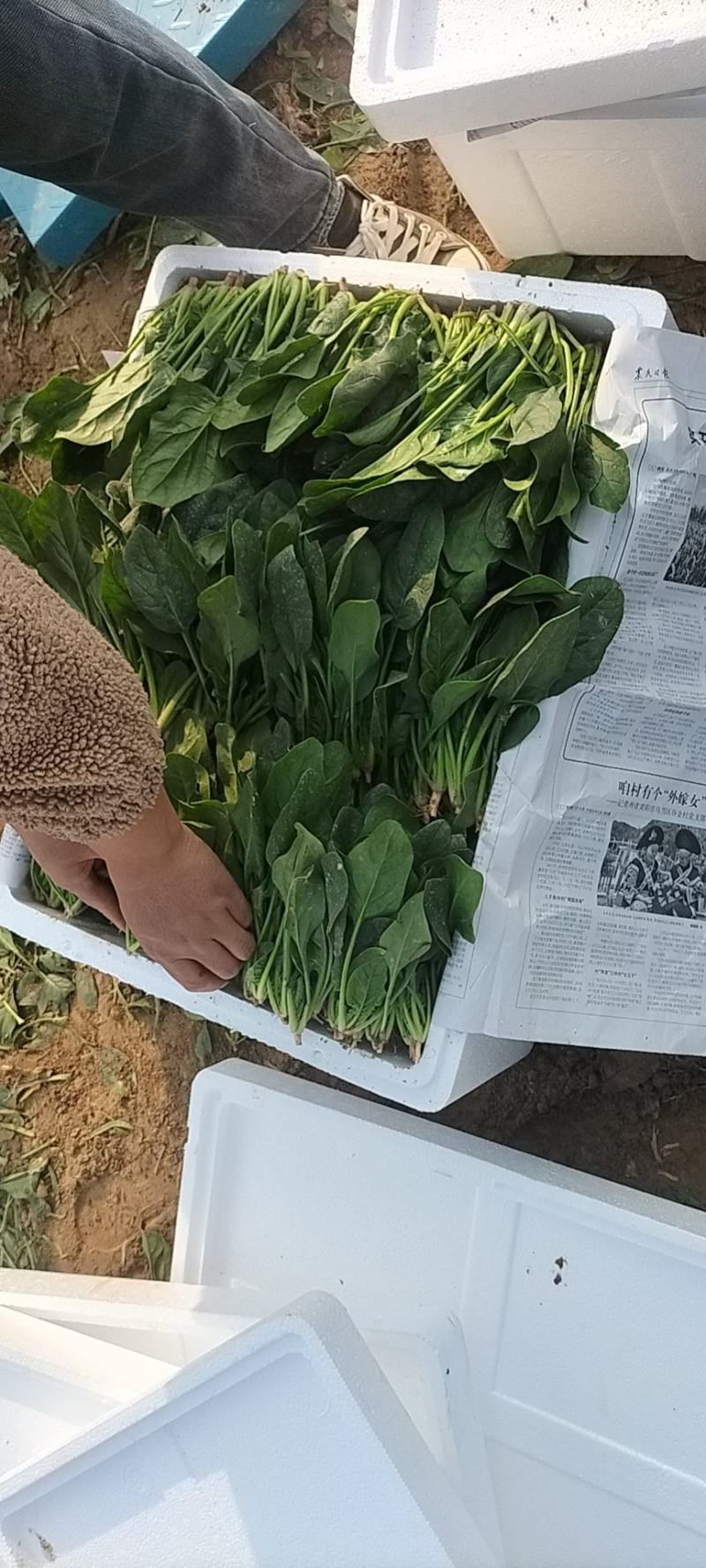 山东省单县菠菜，精品菠菜，大叶菠菜，