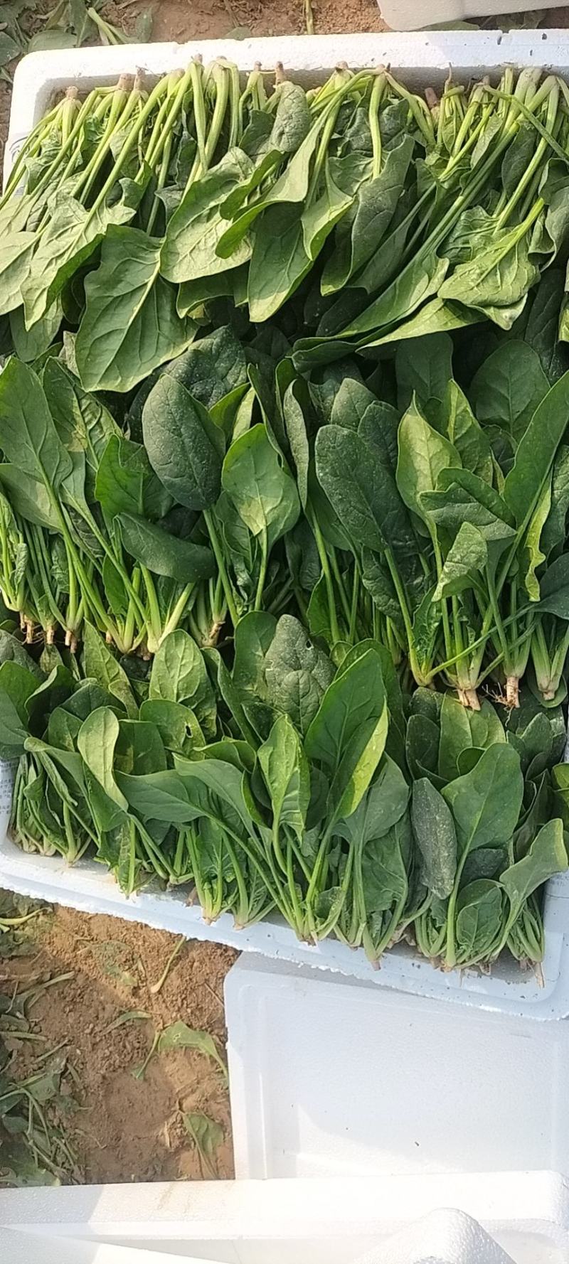 山东省单县菠菜，精品菠菜，大叶菠菜，