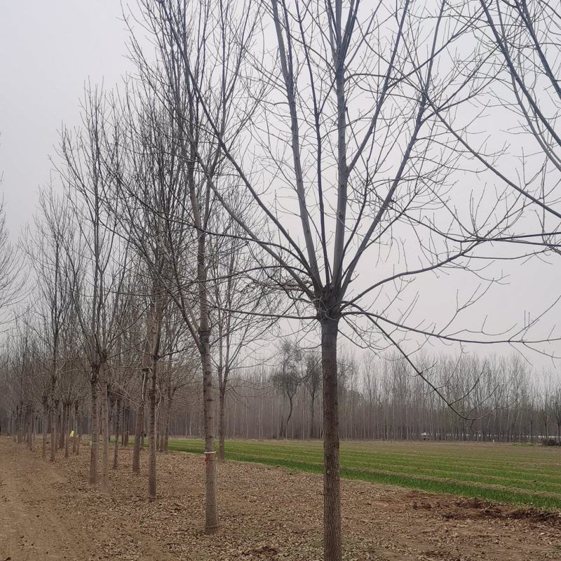 速生白蜡规格齐全！自家苗圃诚信经营！以客户是上帝的原则服