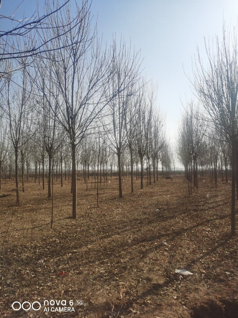 速生白蜡规格齐全！自家苗圃诚信经营！以客户是上帝的原则服