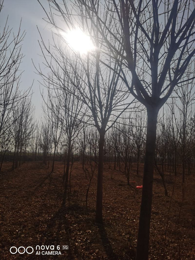 速生白蜡规格齐全！自家苗圃诚信经营！以客户是上帝的原则服