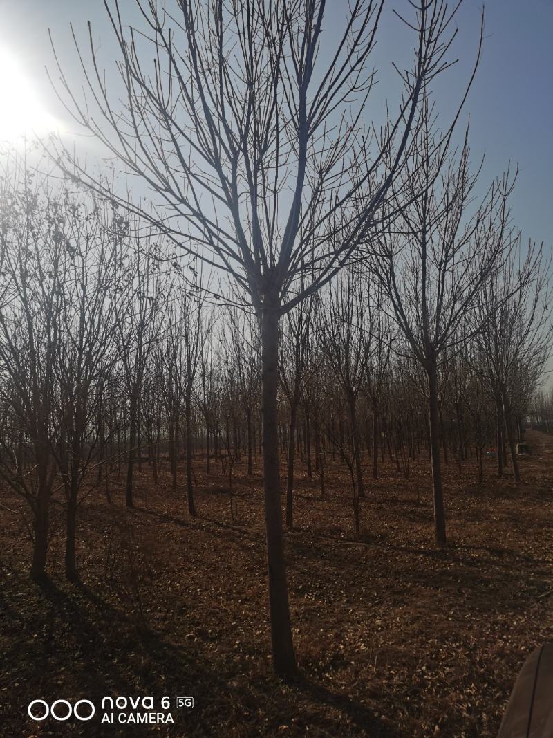 速生白蜡规格齐全！自家苗圃诚信经营！以客户是上帝的原则服