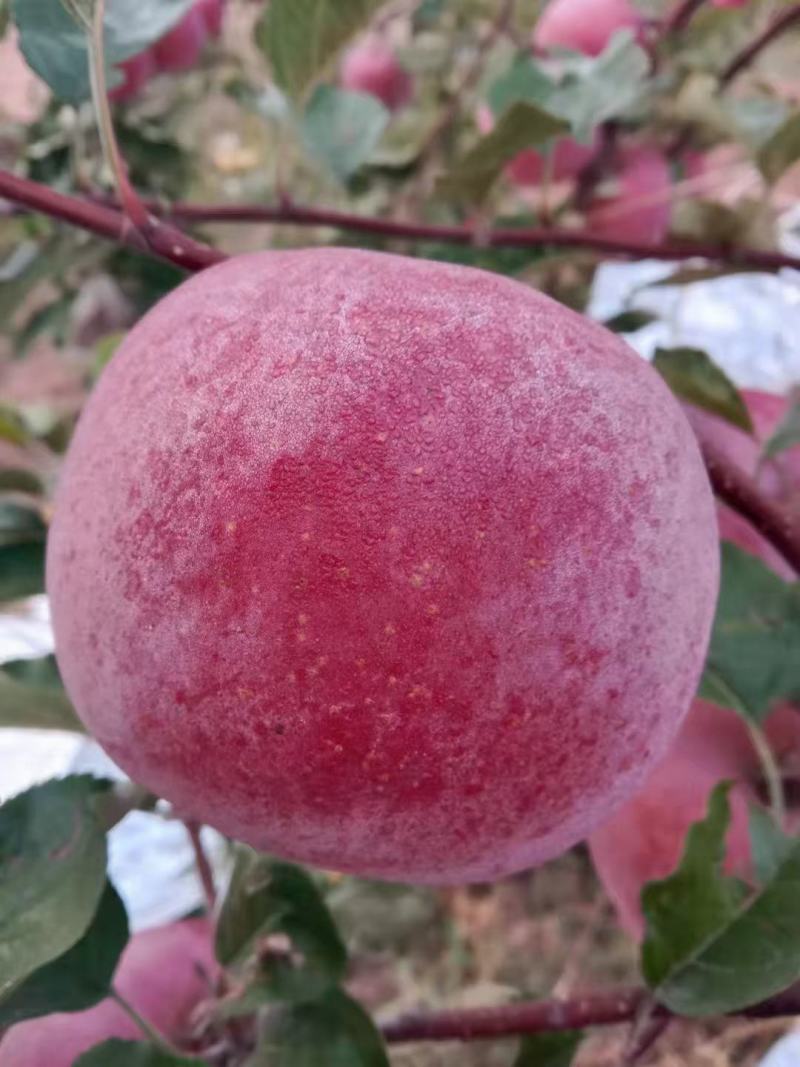 苹果