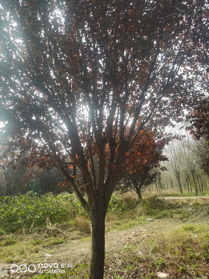 红叶李