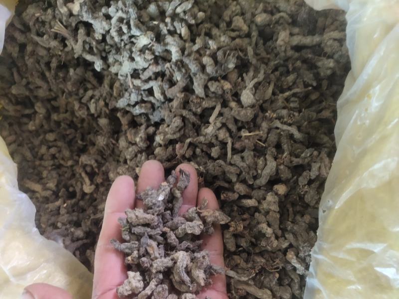 湖南天葵子产地直发品质保证诚信经营欢迎老板下单
