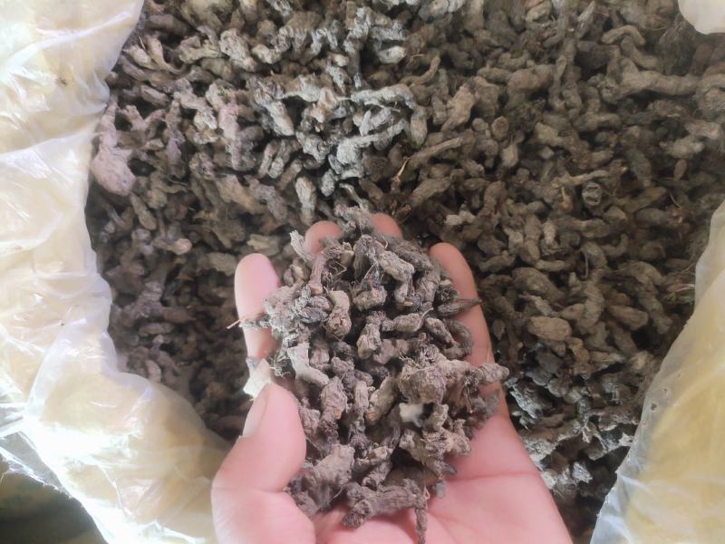 湖南天葵子产地直发品质保证诚信经营欢迎老板下单
