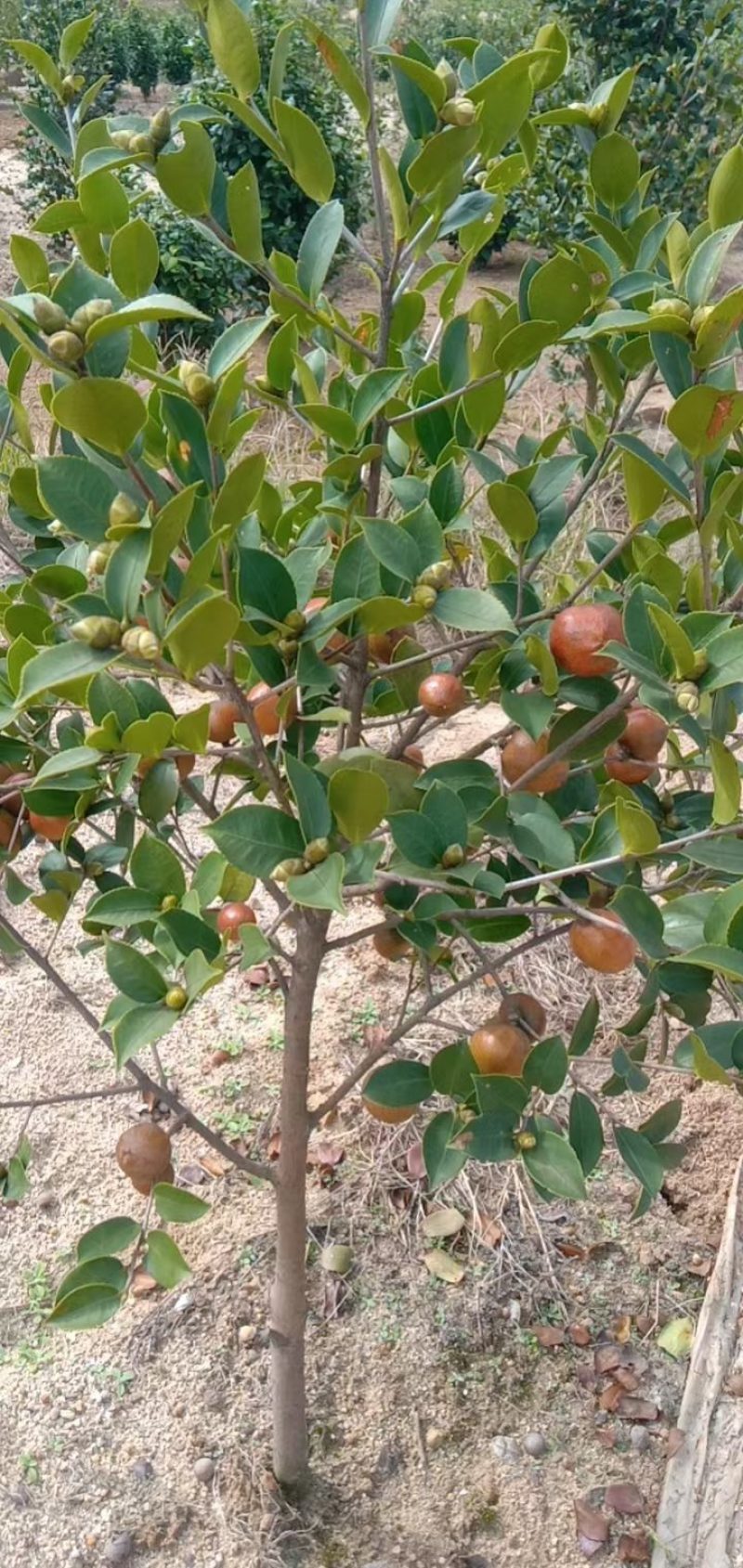 油茶嫁接苗长林系，湘林系，三华系，二年三年五年苗证件迎选
