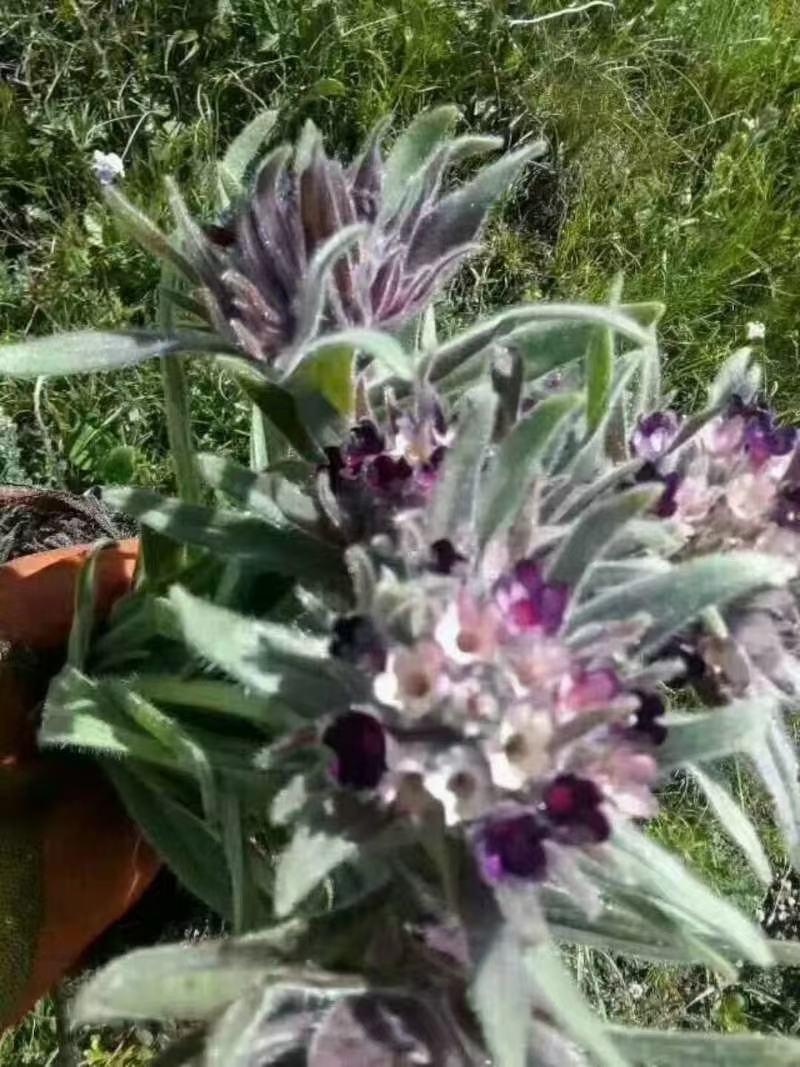 新疆野生软紫草
