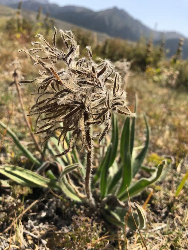 新疆野生软紫草