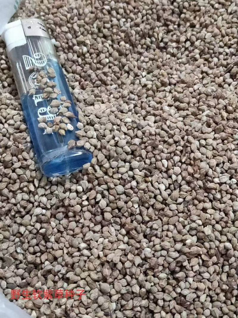 新疆野生软紫草种子