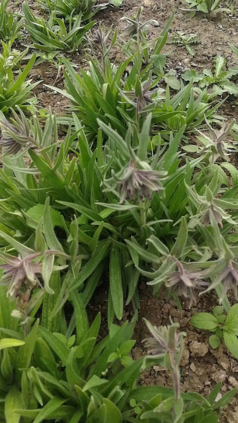 新疆野生软紫草种子