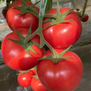 西红柿种苗硬粉西红柿苗越夏秋延品种抗病毒抗裂果