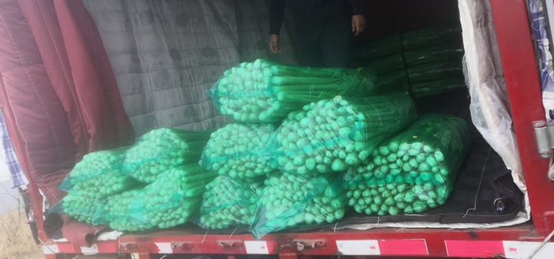 山东大棚西芹，芹菜产地，一手货源，鲜嫩清脆
