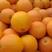湖北秭归橙子纽荷尔脐橙原产地一手货源大量供应