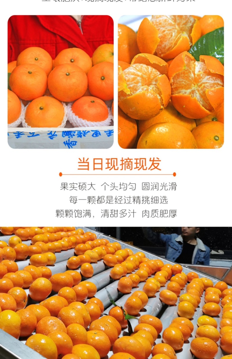 沃柑一件代发整车批发落地配快手抖音欢迎对接各个渠道
