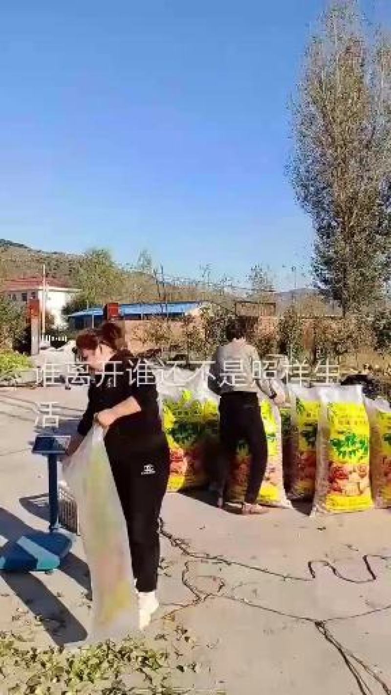 核桃夹子，厂家直供核桃夹全国批发零售电商(运费自理)不包