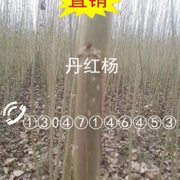 丹红杨（3-5米，价格美丽）