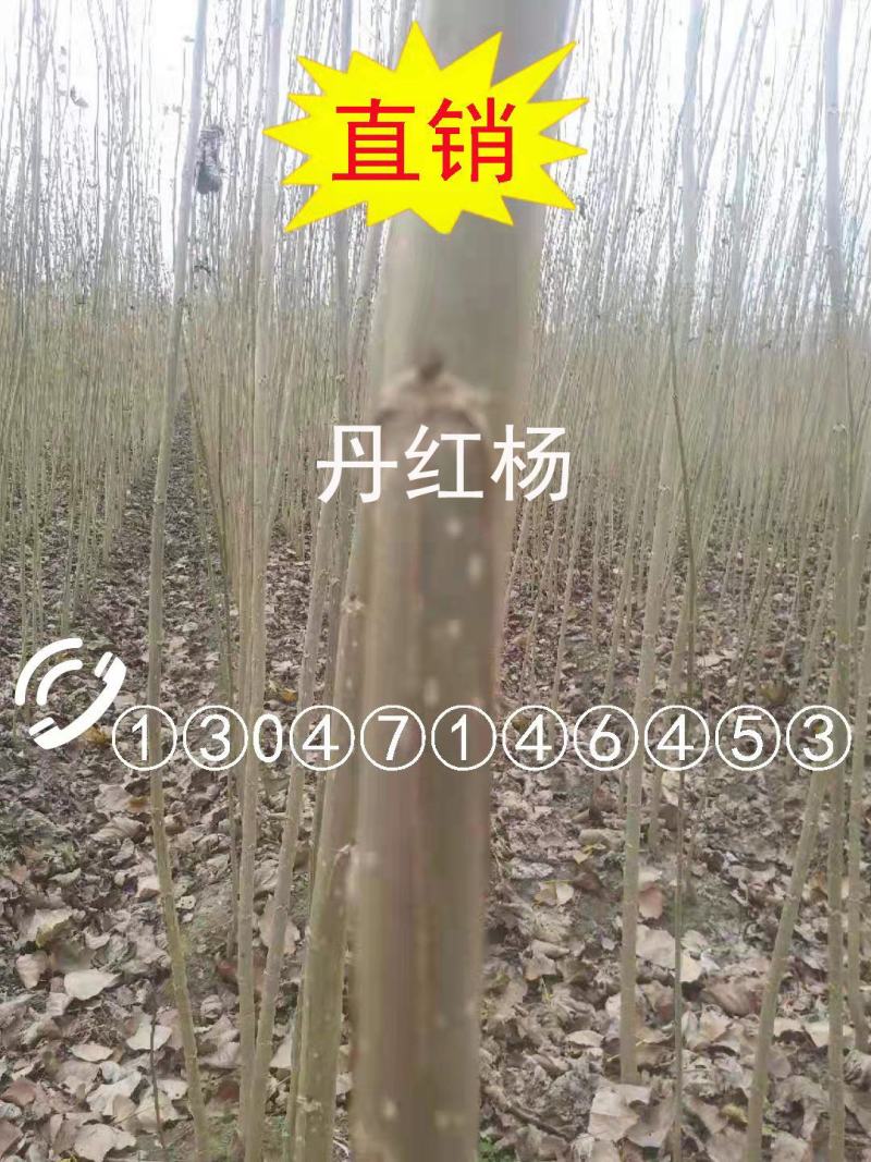 丹红杨（3-5米，价格美丽）