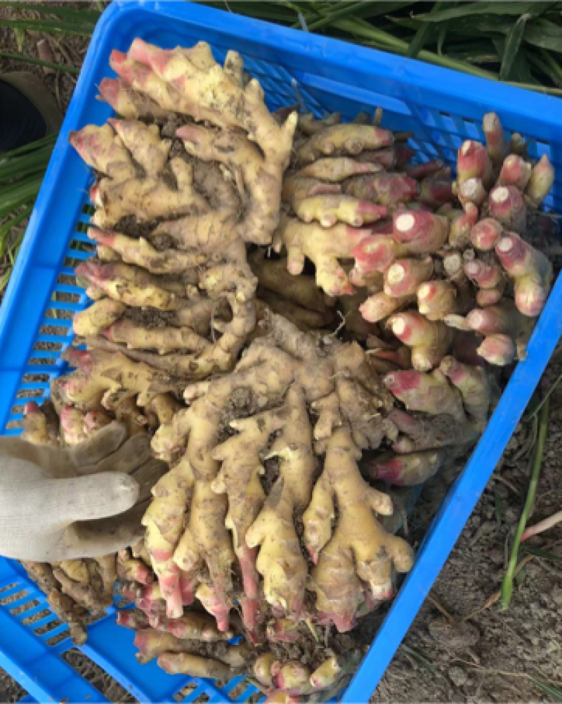 安徽安庆岳西高山品质小黄姜