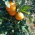 湖北秭归脐橙红橙甜橙各类品种原产地一手货源大量供应