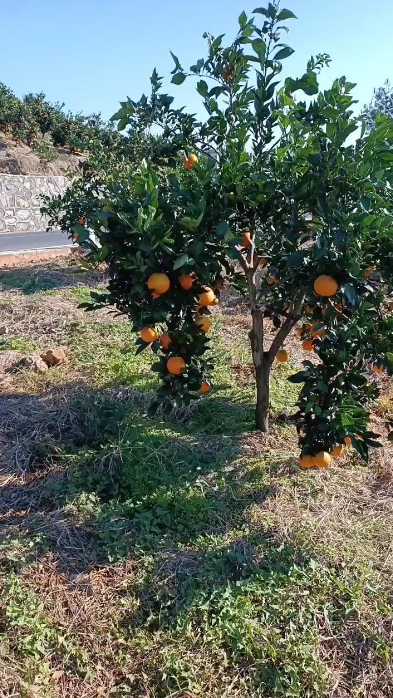 湖北秭归脐橙红橙甜橙各类品种原产地一手货源大量供应